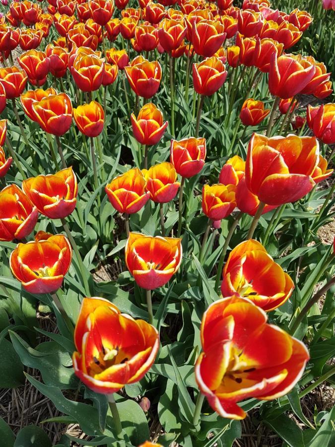 Romantisch Huisje Nabij Het Strand Met Uitzicht Op De Tulpenvelden جوليانادورب المظهر الخارجي الصورة