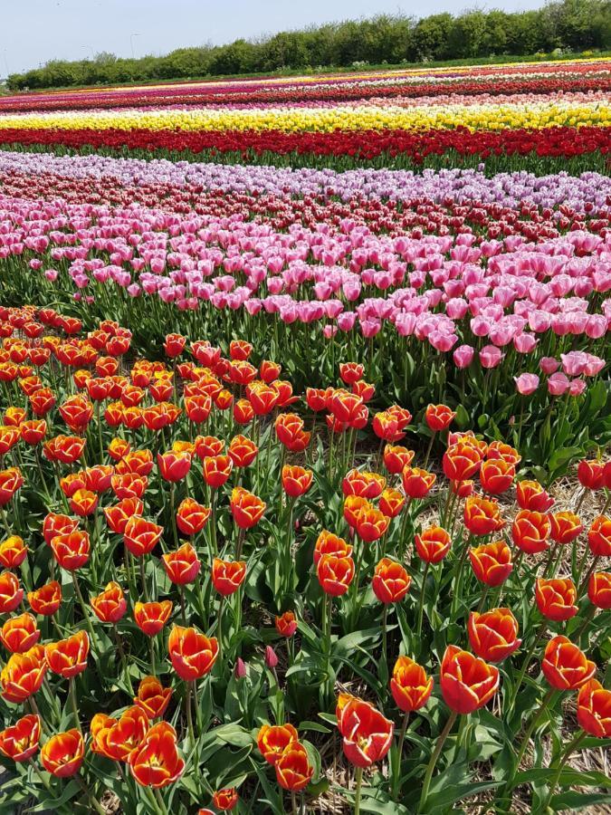 Romantisch Huisje Nabij Het Strand Met Uitzicht Op De Tulpenvelden جوليانادورب المظهر الخارجي الصورة