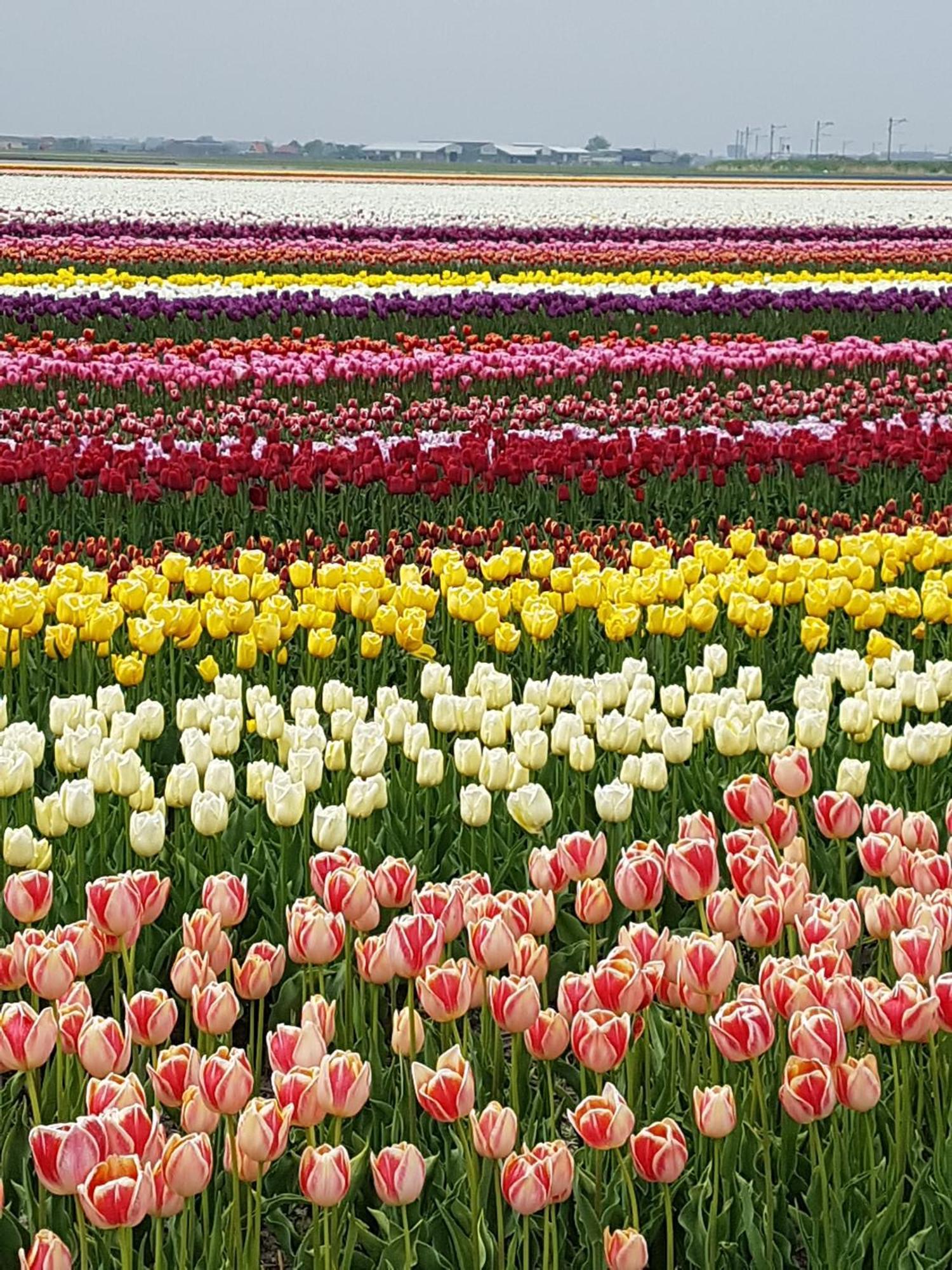 Romantisch Huisje Nabij Het Strand Met Uitzicht Op De Tulpenvelden جوليانادورب المظهر الخارجي الصورة