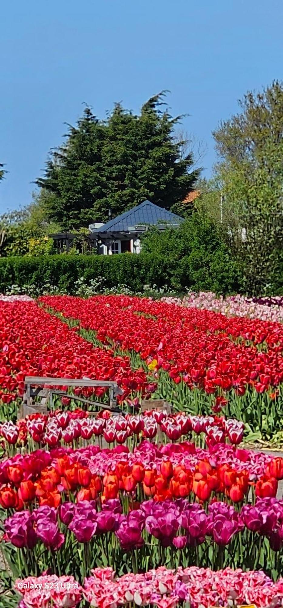 Romantisch Huisje Nabij Het Strand Met Uitzicht Op De Tulpenvelden جوليانادورب المظهر الخارجي الصورة