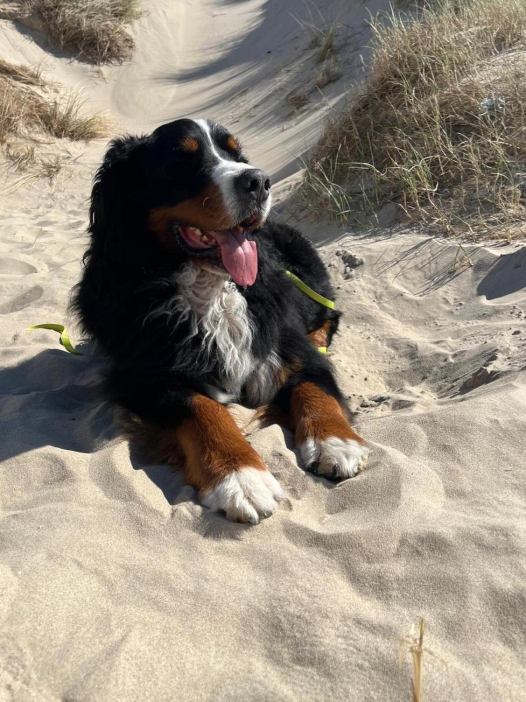 Romantisch Huisje Nabij Het Strand Met Uitzicht Op De Tulpenvelden جوليانادورب المظهر الخارجي الصورة