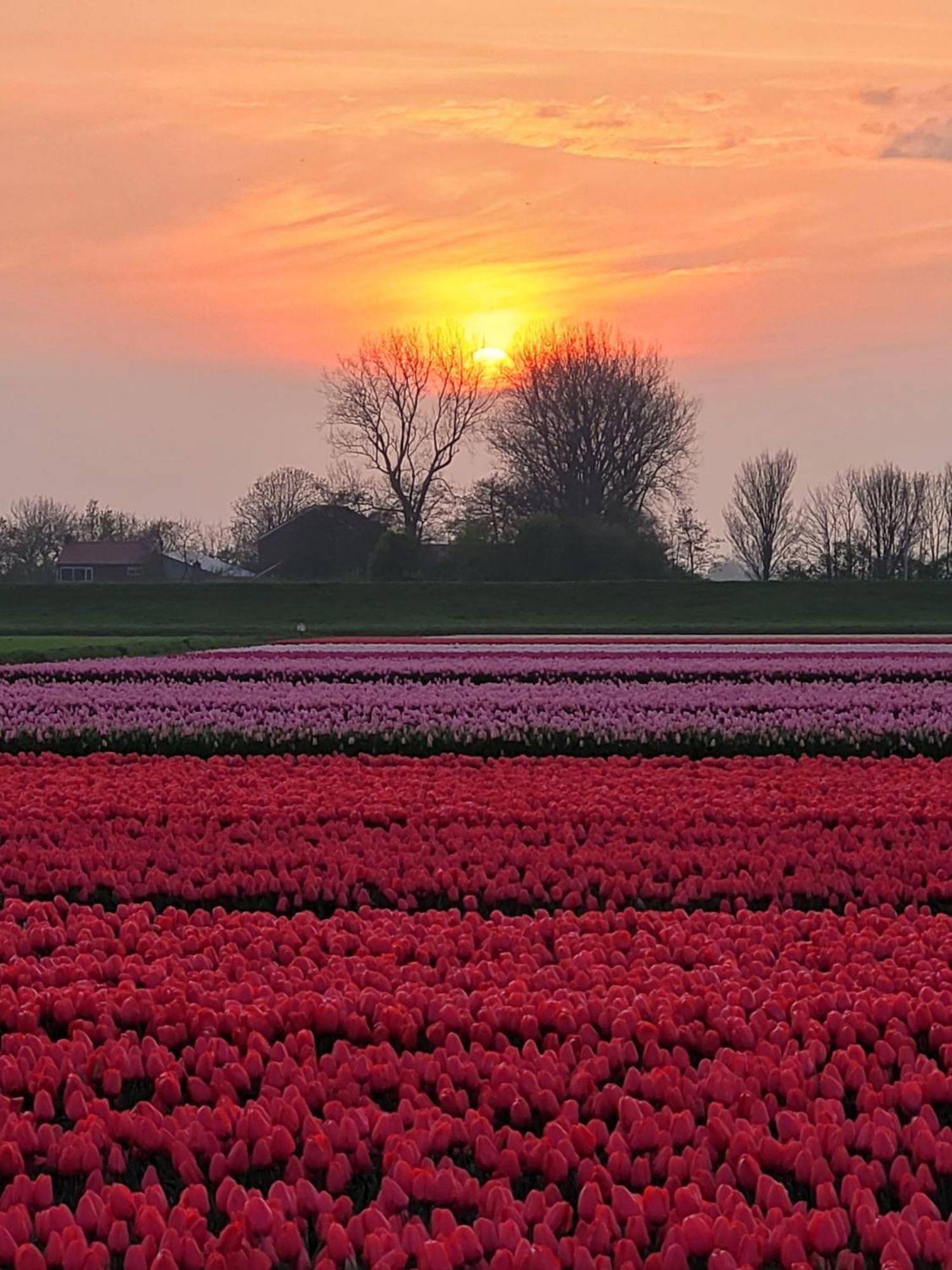 Romantisch Huisje Nabij Het Strand Met Uitzicht Op De Tulpenvelden جوليانادورب المظهر الخارجي الصورة